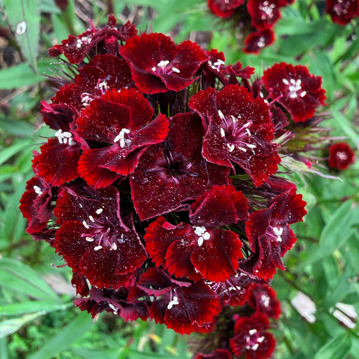 Dianthus Dunetti