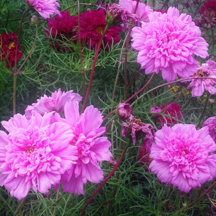 Photo courtesy of Denise Pranger of Essential Blooms.