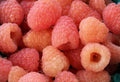 Double Gold Yellow Raspberry