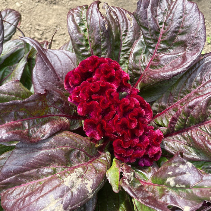 Dracula Celosia Seedlings