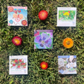 Dried Flower Seed Set