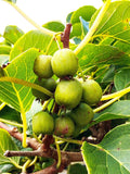 Dumbarton Oaks Hardy Kiwi - Raintree Nursery