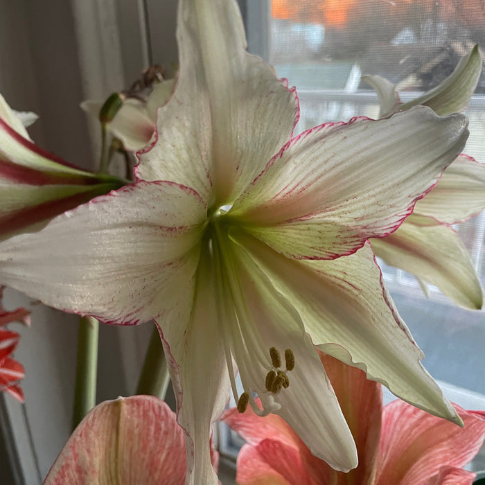Dutch Amaryllis 'Magic Green'