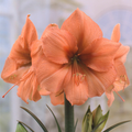 Dutch Amaryllis 'Rilona'