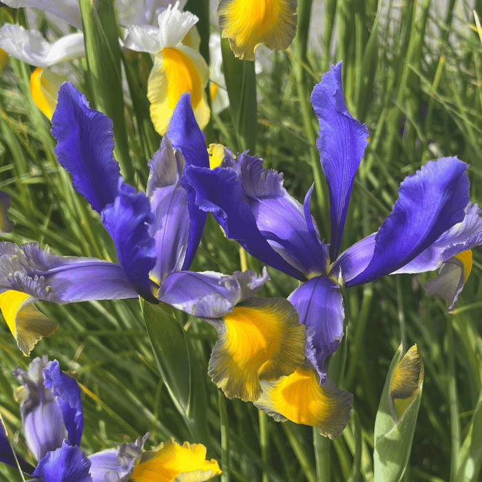 Dutch Iris 'Miss Saigon'