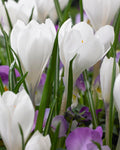 Dutch Large Flowering Crocus 'Peter Pan'