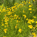 Dwarf Helenium