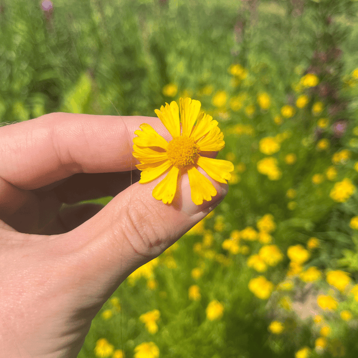 Dwarf Helenium