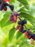 Early Bird Mulberry - Raintree Nursery