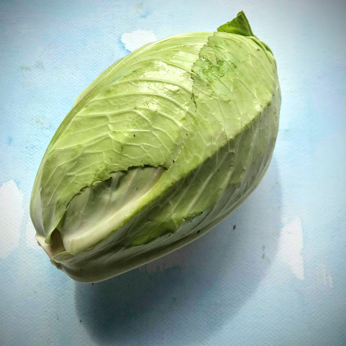 Early Jersey Wakefield Cabbage Seedlings