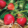 Eclair Strawberry-Berries-Koppes-25 Bareroot Crowns-