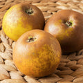 Egremont Russet Apple - Raintree Nursery