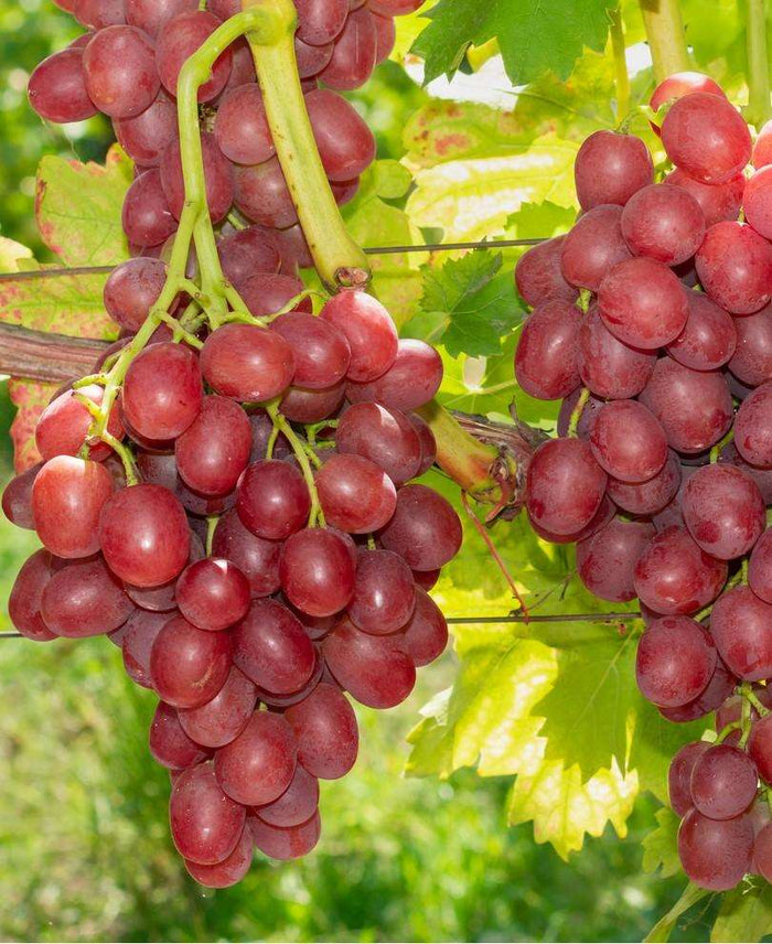 Einset Seedless Grape (Non Certified)-Vines-Raintree Nursery-1 Gallon Pot-