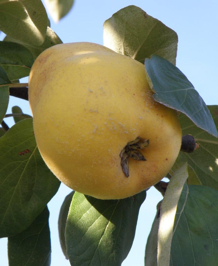 Ekmek Quince - Raintree Nursery