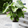 Elephant Ears 'Mojito'