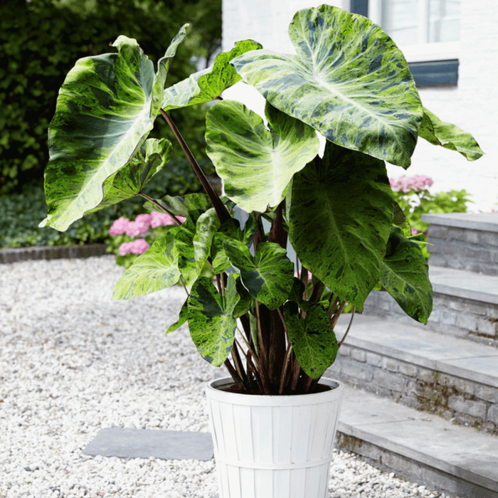 Elephant Ears 'Mojito'
