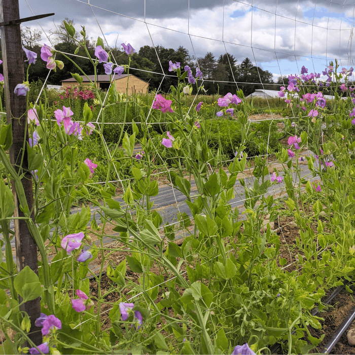 Ella Mountbatten Sweet Pea Seedling
