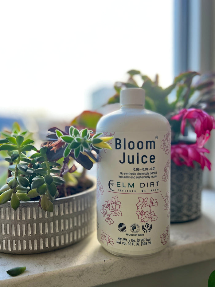Elm Dirt Bloom Juice-Raintree Nursery-
