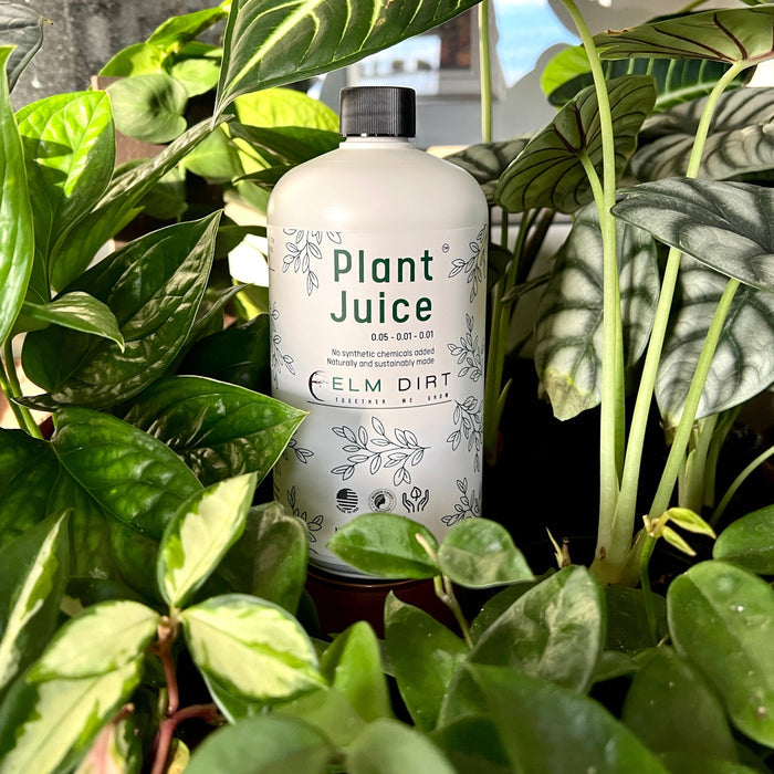 Elm Dirt Plant Juice-Raintree Nursery-