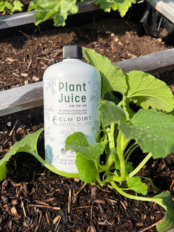 Elm Dirt Plant Juice-Raintree Nursery-