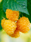 Fall Gold Raspberry - Raintree Nursery