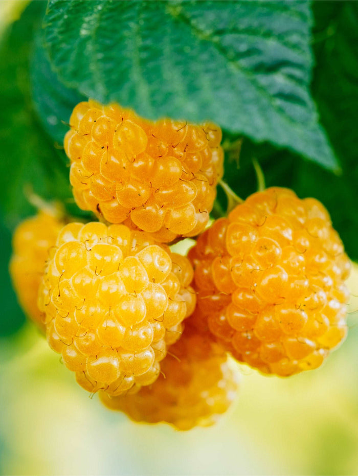 Fall Gold Raspberry - Raintree Nursery