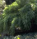 Fargesia muriale Bamboo - Raintree Nursery