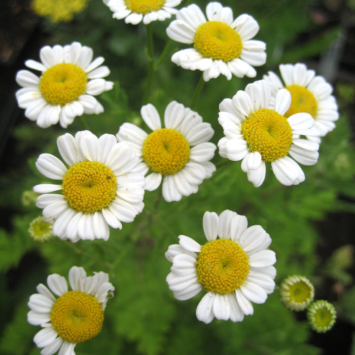 Feverfew Seedlings