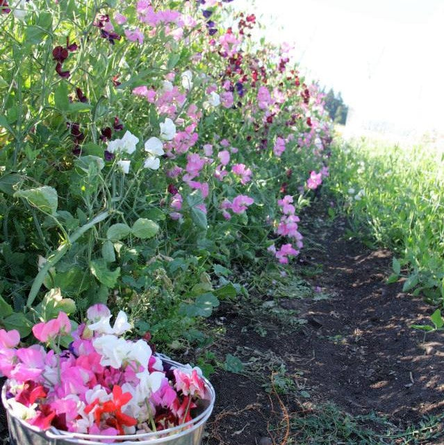 Finnriver Sweet Pea Seedlings