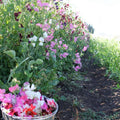 Finnriver Sweet Pea Seedlings