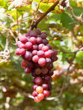 Flame Seedless Grape - Raintree Nursery