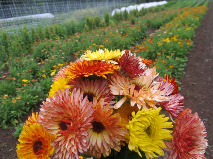 Couldn't resist picking a bouquet even though they were being grown for seed.