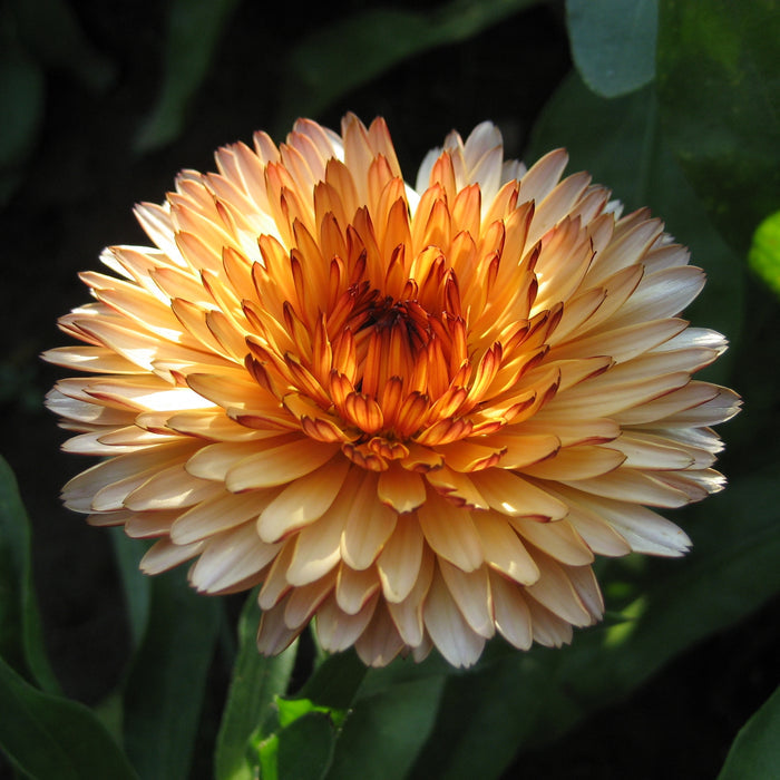 Flashback Calendula Mix Seedlings