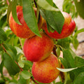 Flavortop Nectarine-Fruit Trees-Dave Wilson-