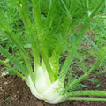 Florence Fennel Seedlings