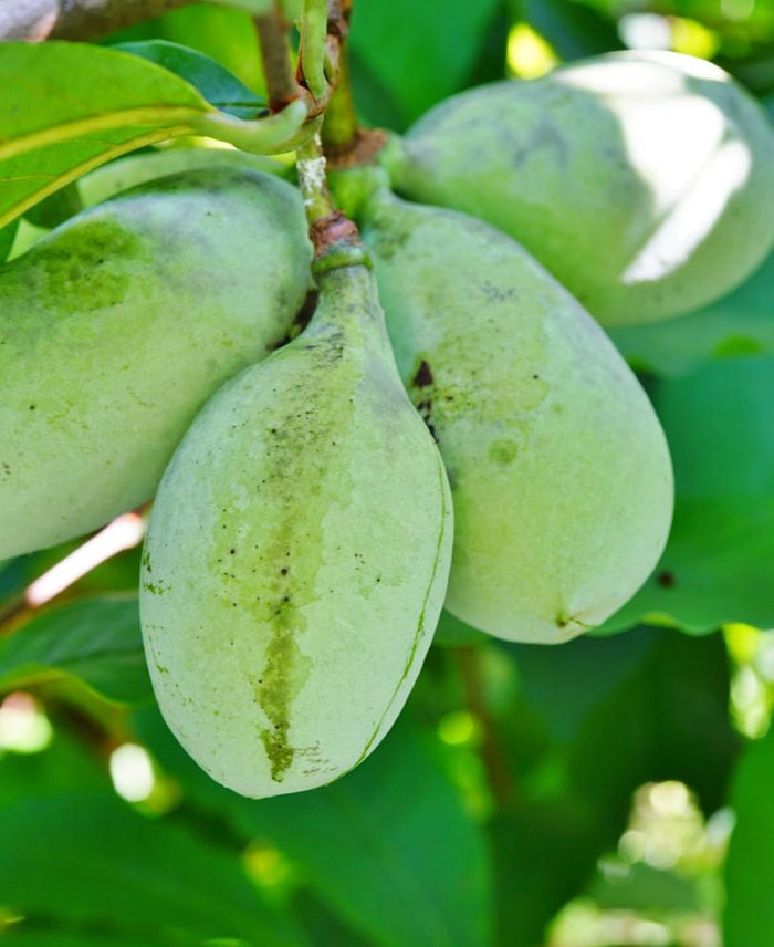 Ford Amend Paw Paw - Raintree Nursery