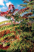 Fragrant Spring Tree - Raintree Nursery