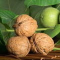 Franquette Walnut - Raintree Nursery