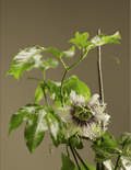 Frederick Passiflora-Vines-Raintree Prop-1 Gallon Pot-