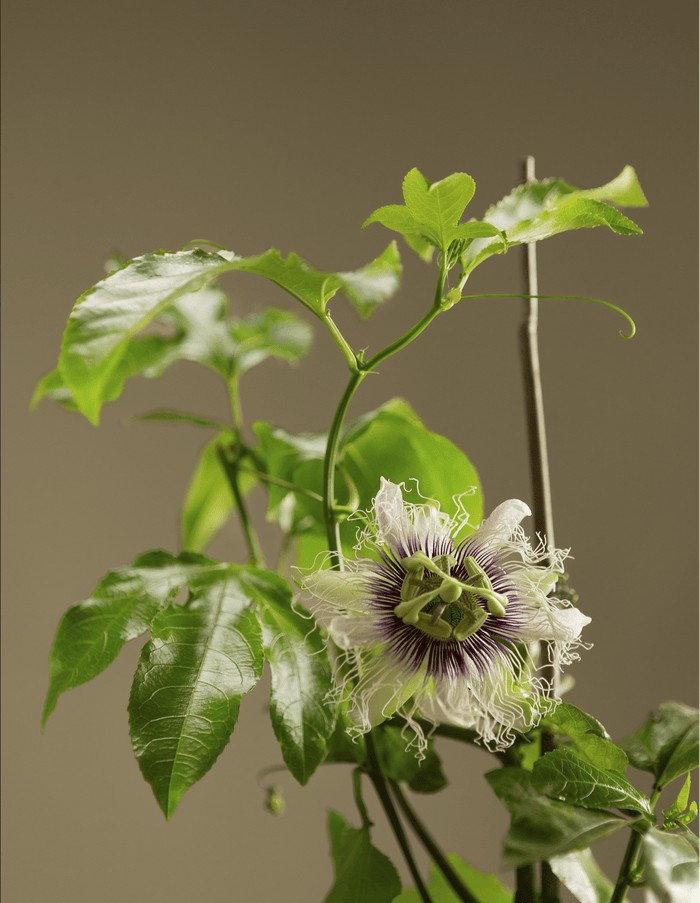 Frederick Passiflora-Vines-Raintree Prop-1 Gallon Pot-