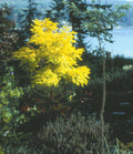 Frisia Gold Locust - Raintree Nursery