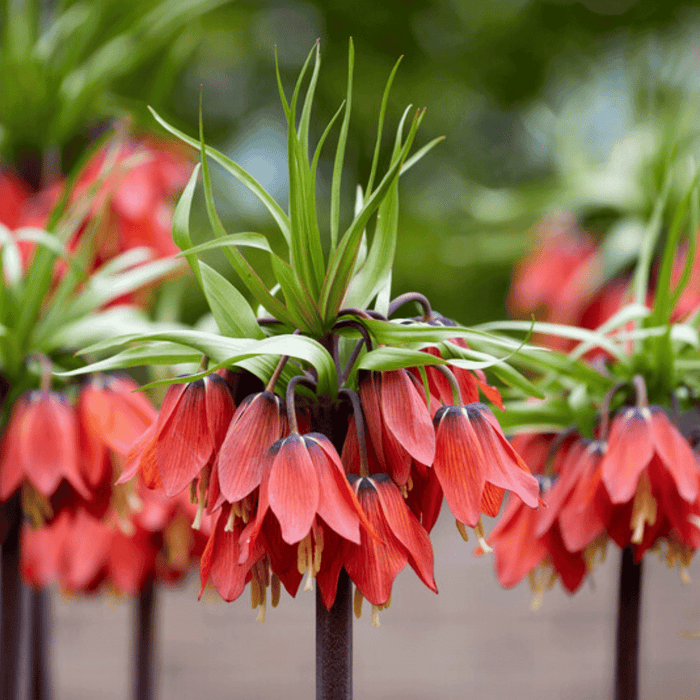 Fritillaria Imperialis "Rubra"
