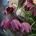 Fritillaria meleagris vendor-unknown