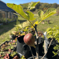 Full Circus Fig Tree