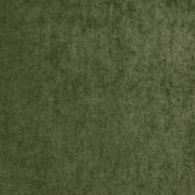 Fern