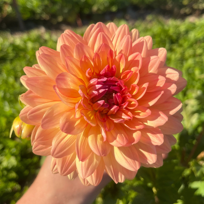 Gabrielle Marie Dahlia Tuber