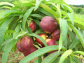 Garden Delight Nectarine-Miniature-Fruit Trees-Dave Wilson-Mini-Dwarf (2'-3')-