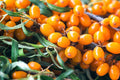 Garden's Gift™ Seaberry - Raintree Nursery