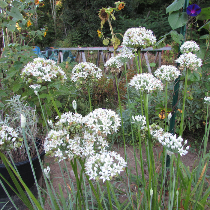 Garlic Chives Seedlings