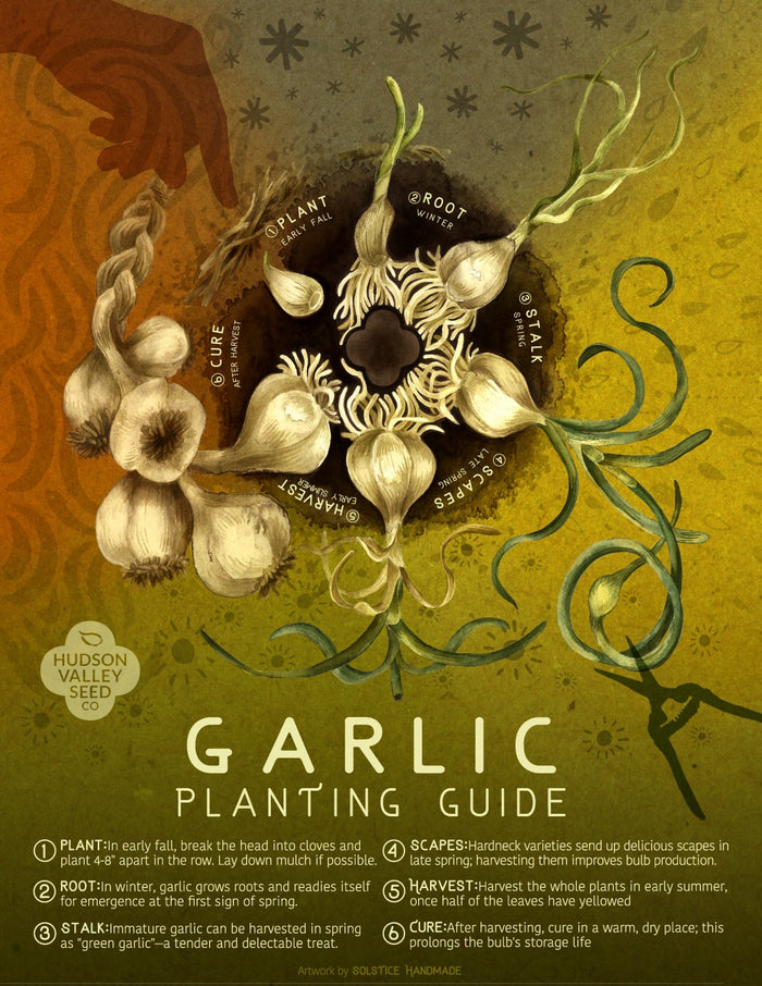 Garlic Planting Guide Poster Hudson Valley Seed Company